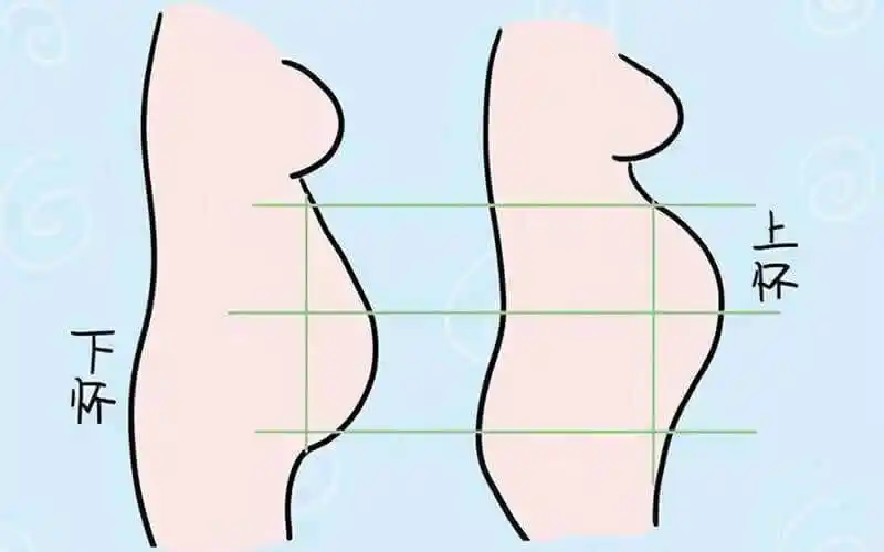 后者肚子下坠,事实上这并不是唯一的区别,除了肚子形状不同之外,上怀