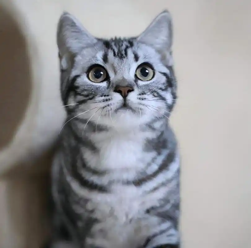 英短虎斑猫多少钱一只美短猫