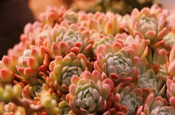 到了秋季,冰梅可不是一般的美,相信冬季冰梅会更美