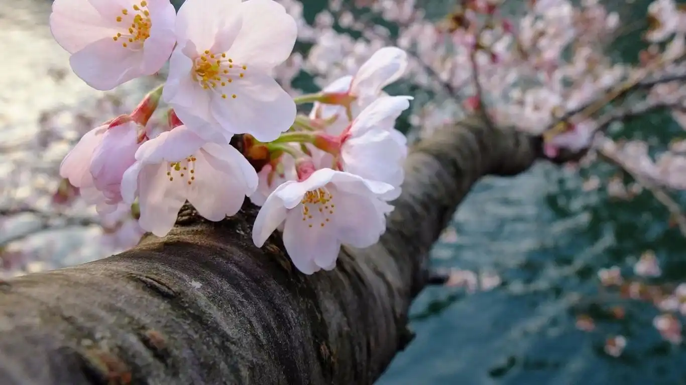 大自然唯美风光电脑桌面壁纸-风景壁纸-手机壁纸下载-美桌网