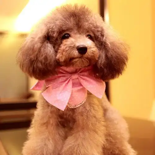 泰迪体型小巧,造型多变,完美地踩在人们的审美上,饲养它的人数不胜数