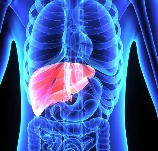 肝脏是人体内脏里最大的器官,位于人体中的腹部位置,在右侧横隔膜之下