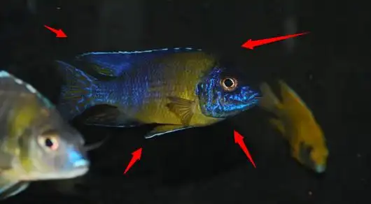 三湖慈鲷皇冠孔雀鱼图片