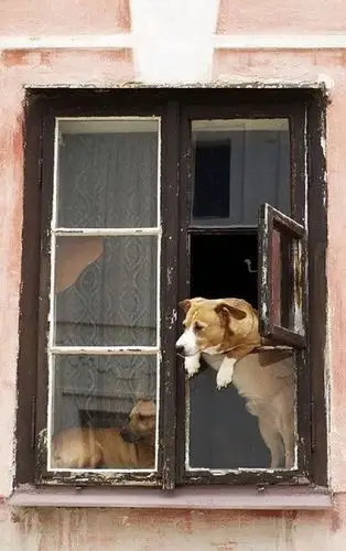 在不能见面的日子里翘首以盼!呜乖狗狗!