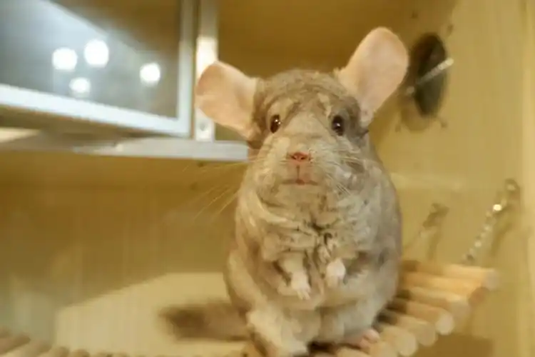 挑战全网最可爱小老鼠