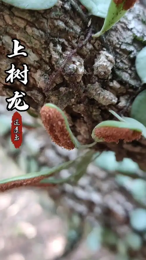 认识中草药#百草中药之上树龙,茜草科九节属植物