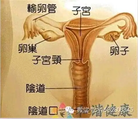 如何保养自己的子宫