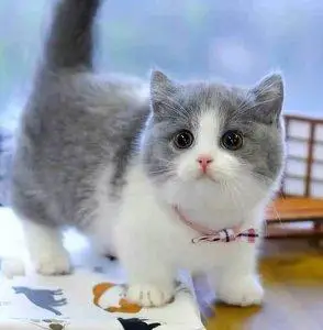 英国短毛猫活体纯种图片