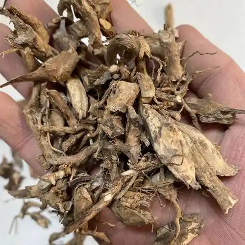 中药材白马骨根