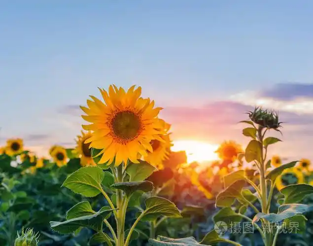向日葵和太阳领域