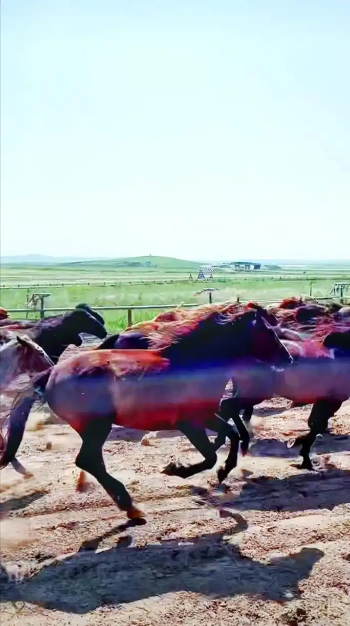 一首《套马杆》与大家分享,愿我们的生活像牧民们一样热情奔放, - 抖