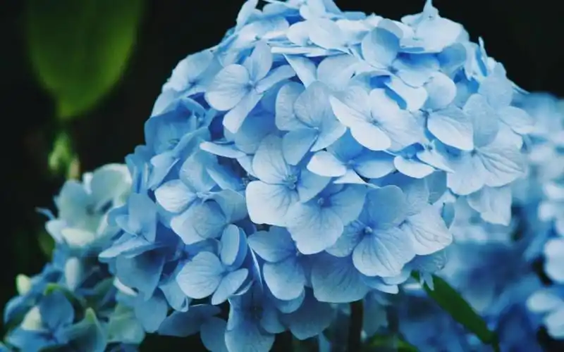 小清新淡雅绣球花唯美花语,高清壁纸图片,鲜花背景-回车桌面