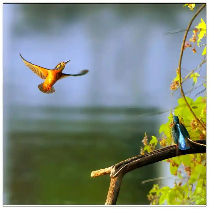 小翠鸟&国保二级 普通翠鸟(英文名:common kingf - 抖音