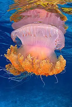 冠,水母,西米兰,国家公园,斯米兰群岛,泰国,亚洲