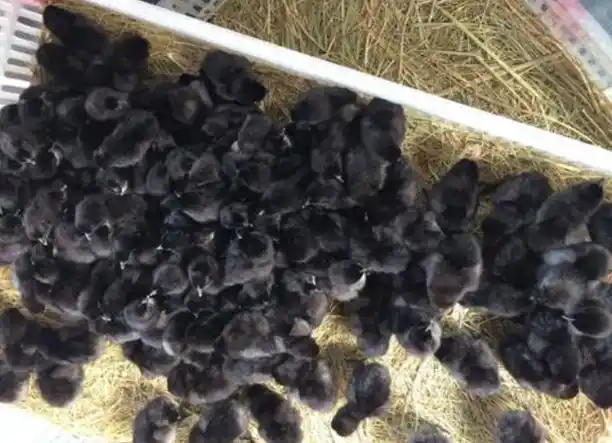 黑鸡苗怎么养殖?饲养与管理方法