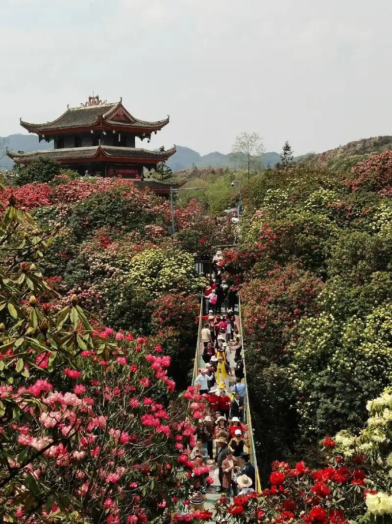 被喻为"地球彩带,世界花园"的贵州毕节百里杜鹃,这里是杜鹃花 - 抖音