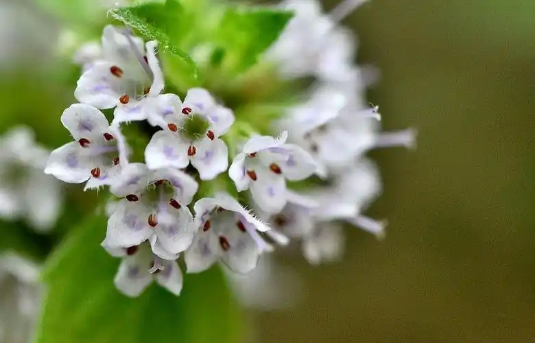 【薄荷花】 第 4 幅查看大图曝光:1/125 sec光圈