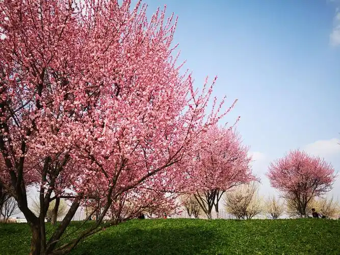风景这边独好——武汉市赏梅花的旮旯角落竹叶海公园