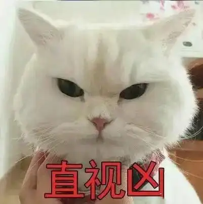 猫咪表情包超级凶的猫咪