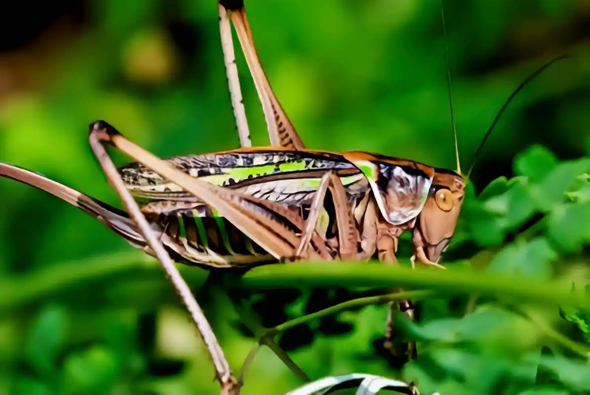 每天认识一种动物——夏蝈 夏蝈别名叫油子,暗褐蝈螽,长翅蝈蝈,原产于