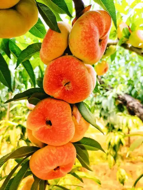 白龟山水库大坝下边有个蟠桃园