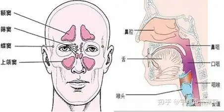 唱歌技巧今日分享头腔原理
