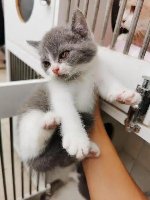 英短纯乳蓝白蓝乳5月13号出生地址泰州医药高新区爸爸英短蓝白妈