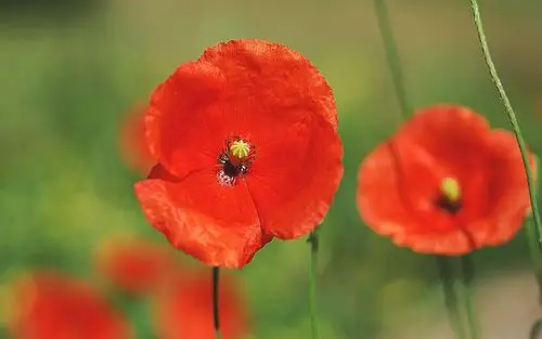 罂粟花浪漫花海