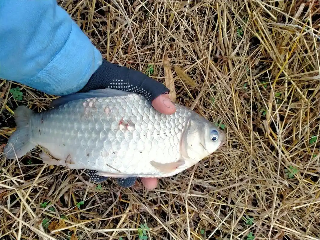 野生鲫鱼真实图片大全 #野生大板鲫  - 抖音