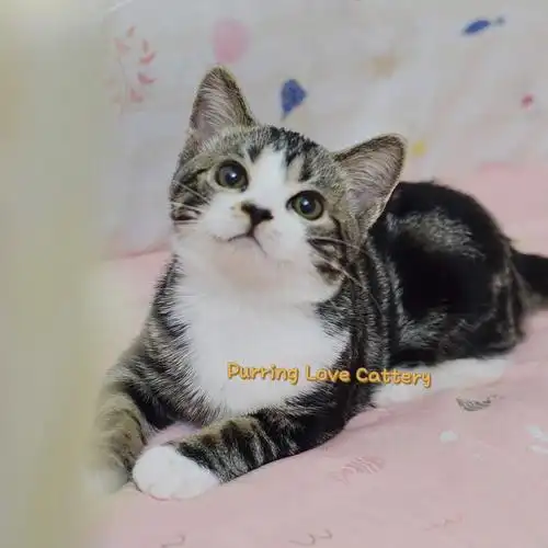 舒服02很珍惜目前猫舍的血统,感谢前辈繁育人们对#cfa美国短毛猫