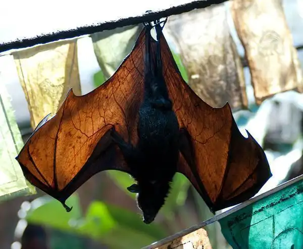 世界上最大蝙蝠长相极其恐怖被认为是吸血鬼化身