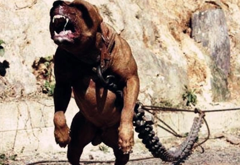 世界上最凶猛的狗,一旦咬住绝不松口,堪称狗中"战神"