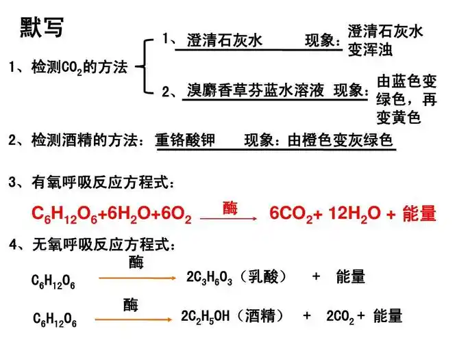 atp的主要来源—细胞呼吸(上课用)ppt