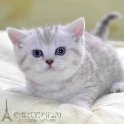 出售英国短毛幼猫活体宠物英国短毛猫纯种英短猫英短银渐层活体p