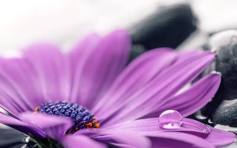 紫非洲菊花瓣微距摄影,水滴 iphone 壁纸