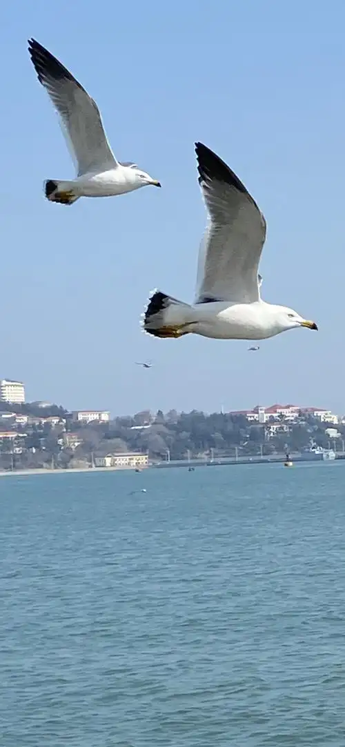 大海和海鸥(二)图片,视频.2021,3,4摄于威海(幸福们附近)