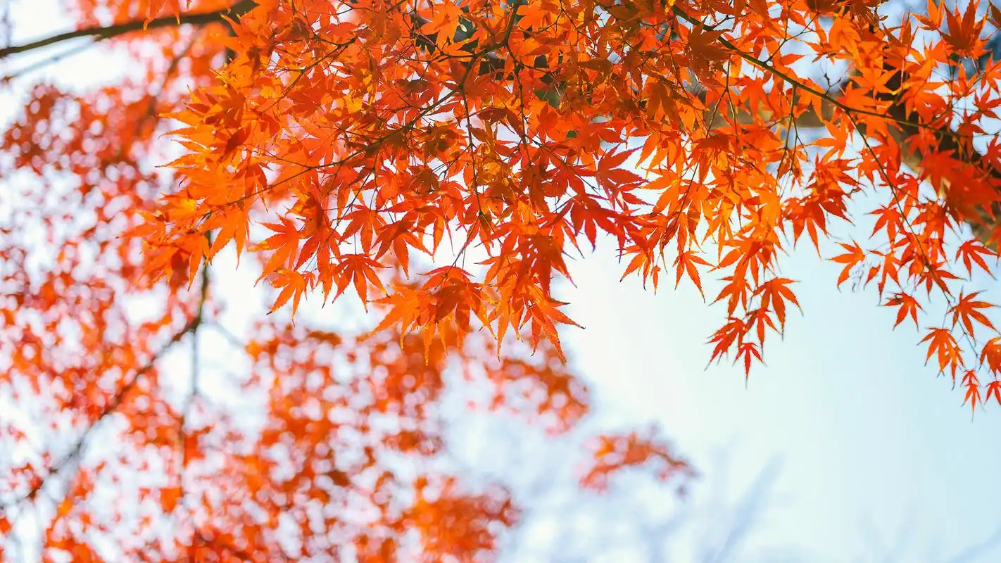 唯美秋叶风景摄影图片高清宽屏桌面壁纸