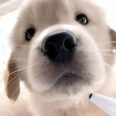 好看的狗狗微信头像,又萌又可爱最适合爱狗狗的你_头像_狗狗_微信