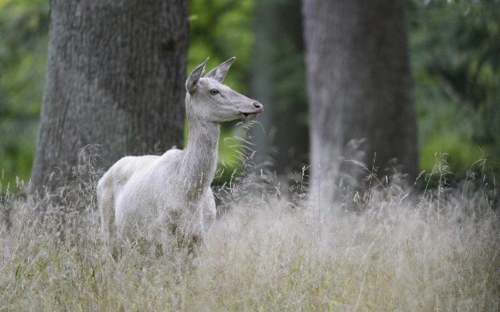 我国首次在哪里发现野生白色马鹿?