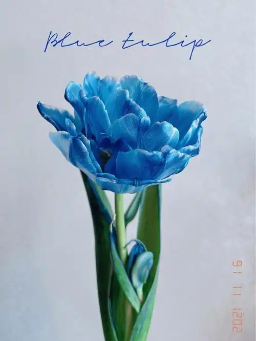 吸色郁金香的快乐你还没get吗