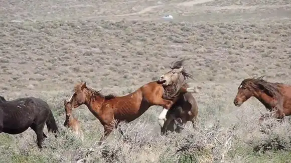 动物视频-搜狐视频
