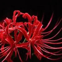 唯美古风动漫彼岸花头像【点击鼠标右键下载】