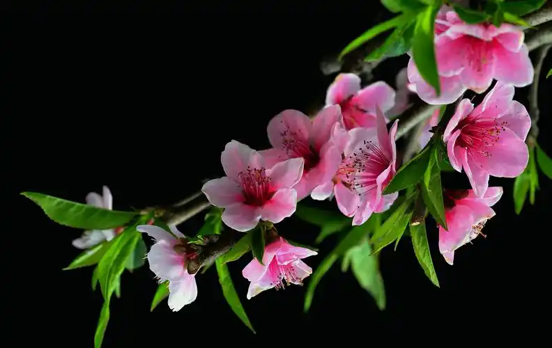 【桃花摄影图片】生态摄影_太平洋网友_太平洋电脑网摄影部落