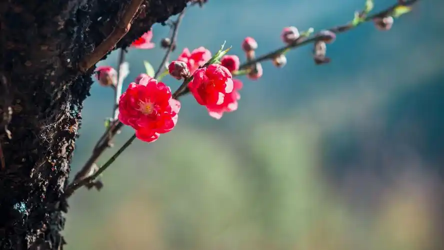 桃花树下的下的女孩
