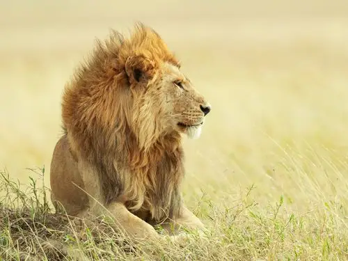 壁纸 狮子,草,风 2880x1800 hd 高清壁纸, 图片, 照片