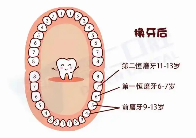 6至7岁,第一恒磨牙萌出时间段,这是做窝沟封闭保护六龄牙的最佳时机.