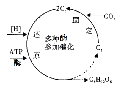图是植物光合作用暗反应阶段的部分过程示意图其中物质x代表的是