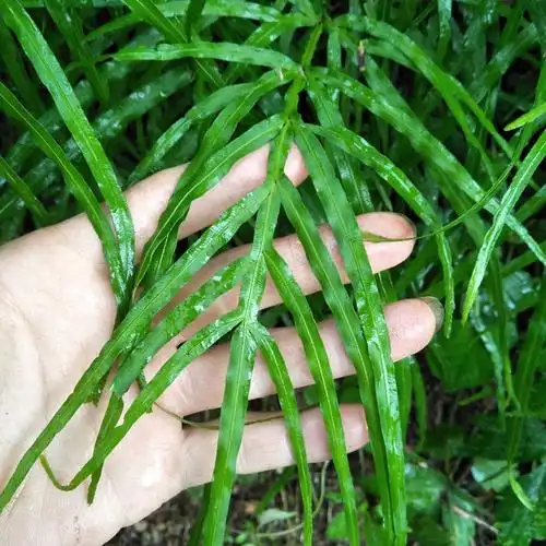 凤尾新鲜500g包邮草鸡鸡脚草金鸡尾五指井边其他药食同源食品