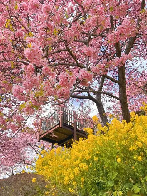 春日樱花日本赏樱圣地沉浸在花海