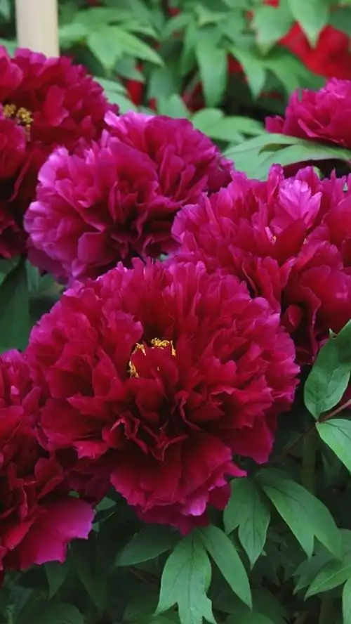 iphone 壁纸 红牡丹,春天的花朵